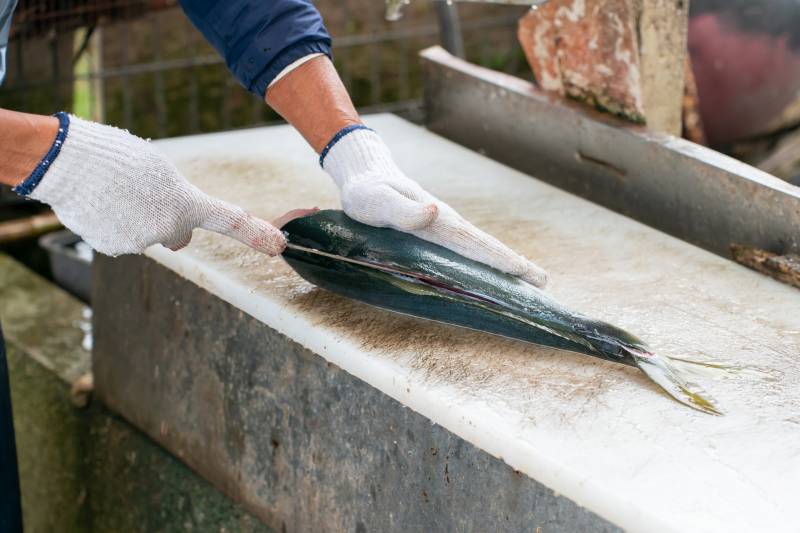 世界初！ハマチ養殖の池で放流魚の海釣り体験 - 1時間